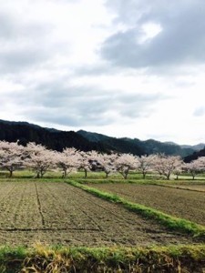 篠山桜